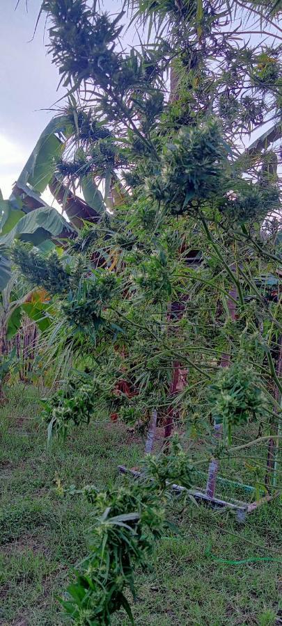 Samoeng Fishing Park Home Stay Bagian luar foto